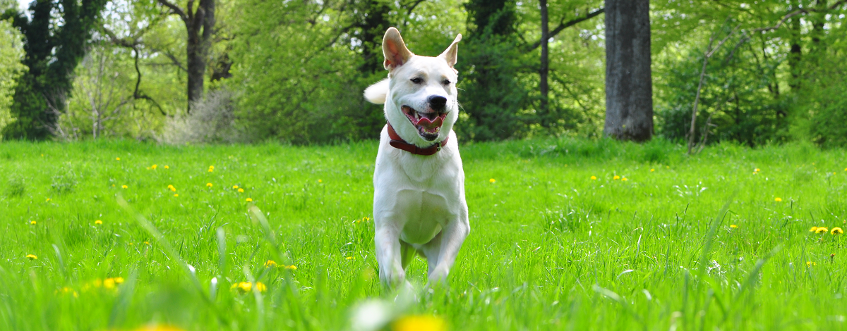 Durch einen Wechsel können vermutlich auch Sie, bei besserem Versicherungsschutz, Prämien sparen!